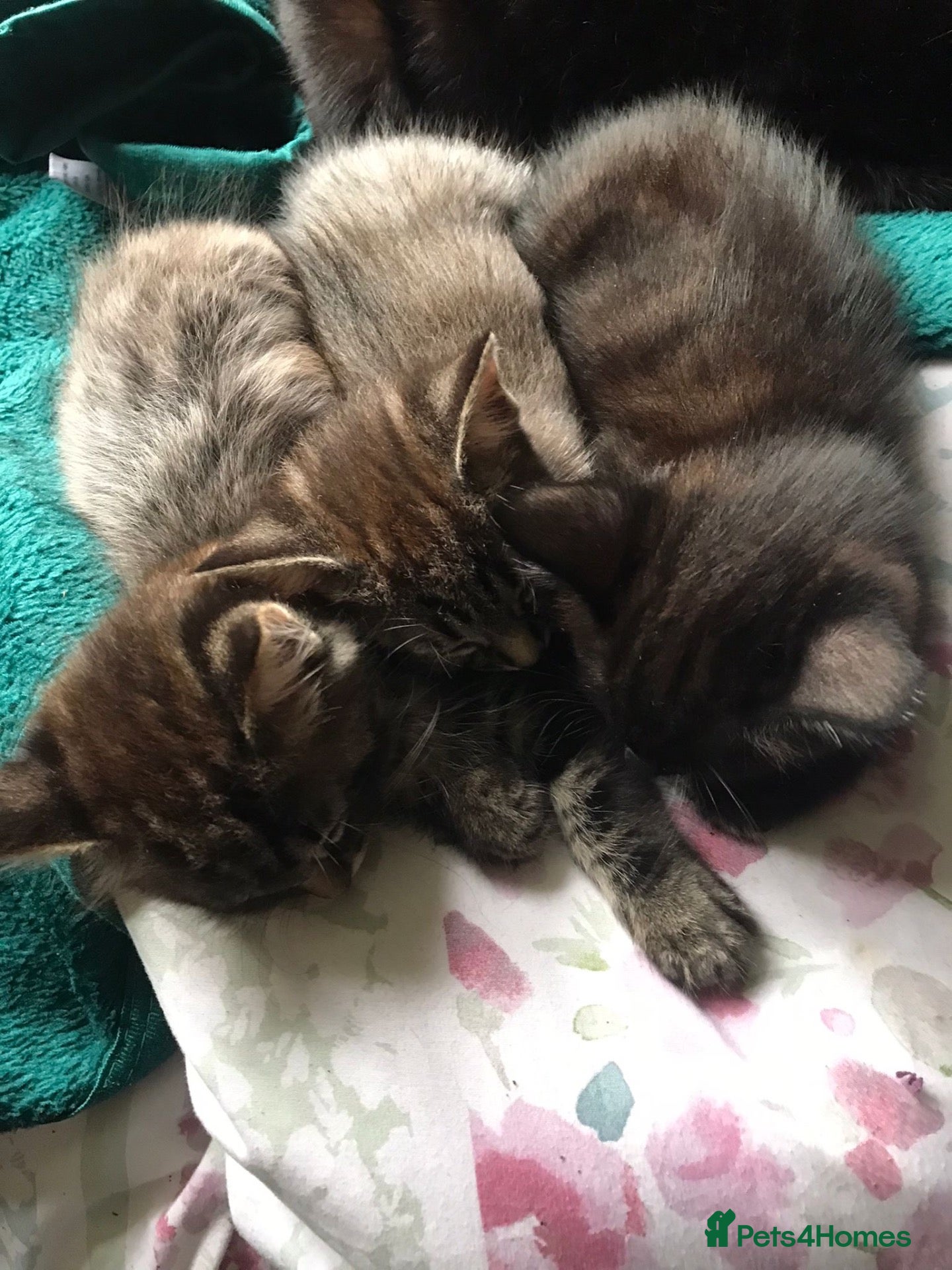 Mixed Breed cats 3 Beautiful Kittens - Advert 1