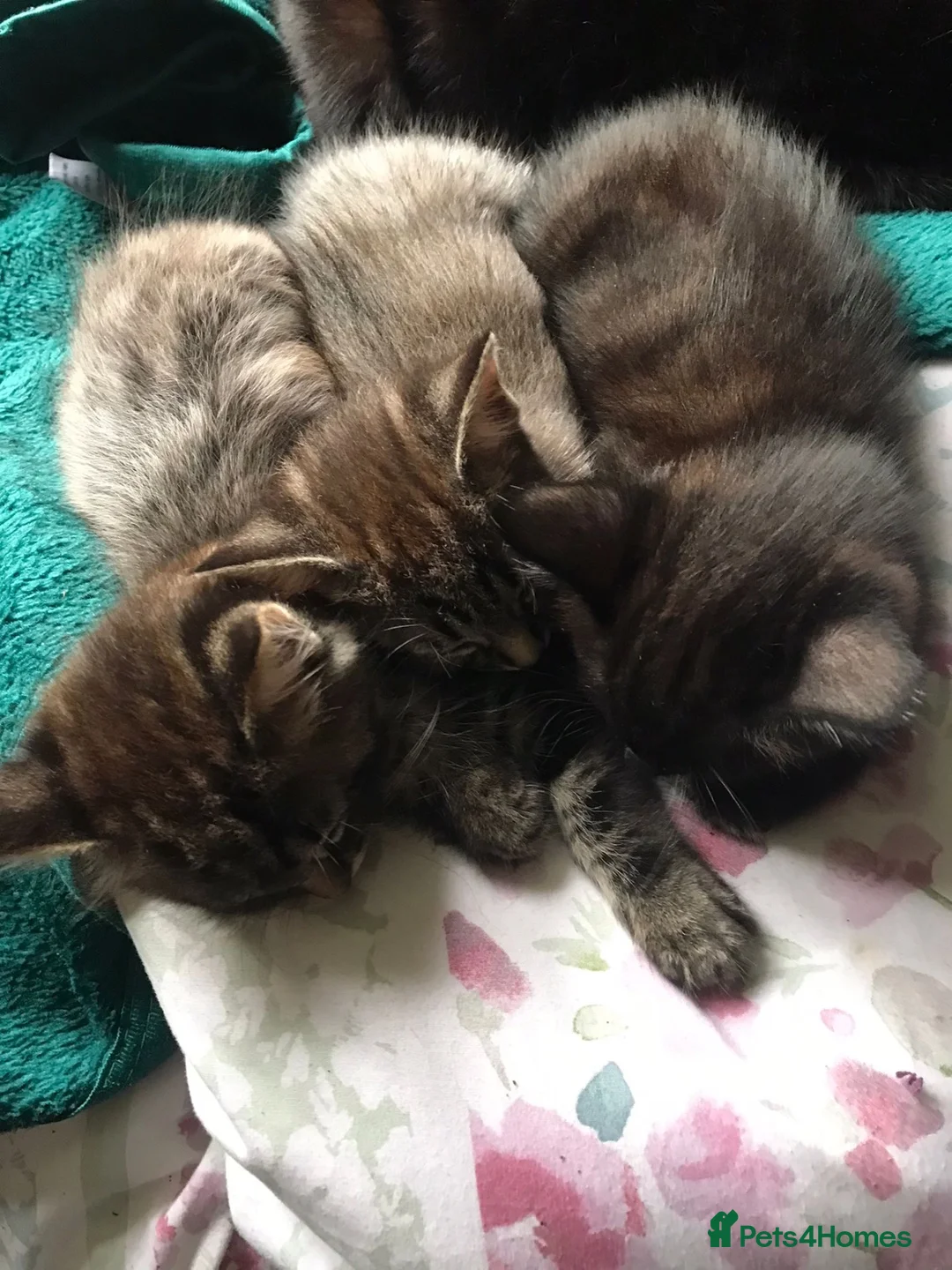 Mixed Breed cats for sale: 3 Beautiful Kittens - Advert 1