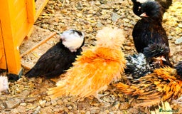 Chickens poultry for sale: Beautiful Polish Chivkens - Smooth & Frizzle! - Image 5