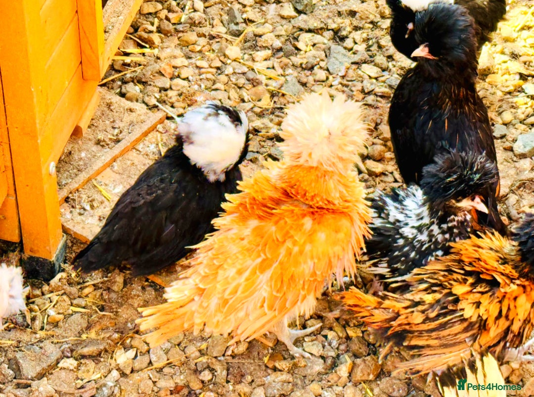 Chickens poultry for sale: Beautiful Polish Chivkens - Smooth & Frizzle! - Image 5