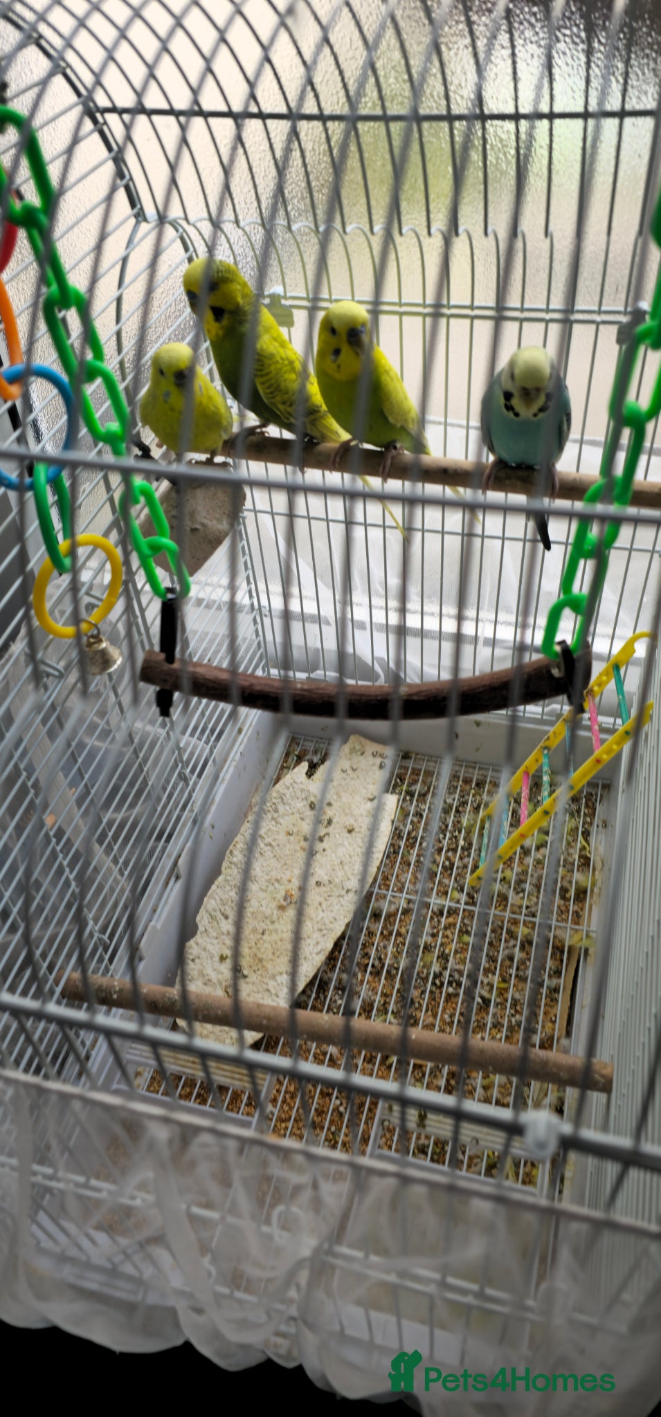 Budgerigars birds 2 pair of budgies  - Advert 1