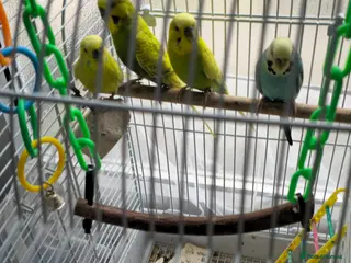 Budgerigars birds 2 pair of budgies - Advert 4