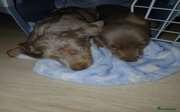 Miniature Dachshund dogs for sale: 3 beautiful puppies for sale  - Image 8