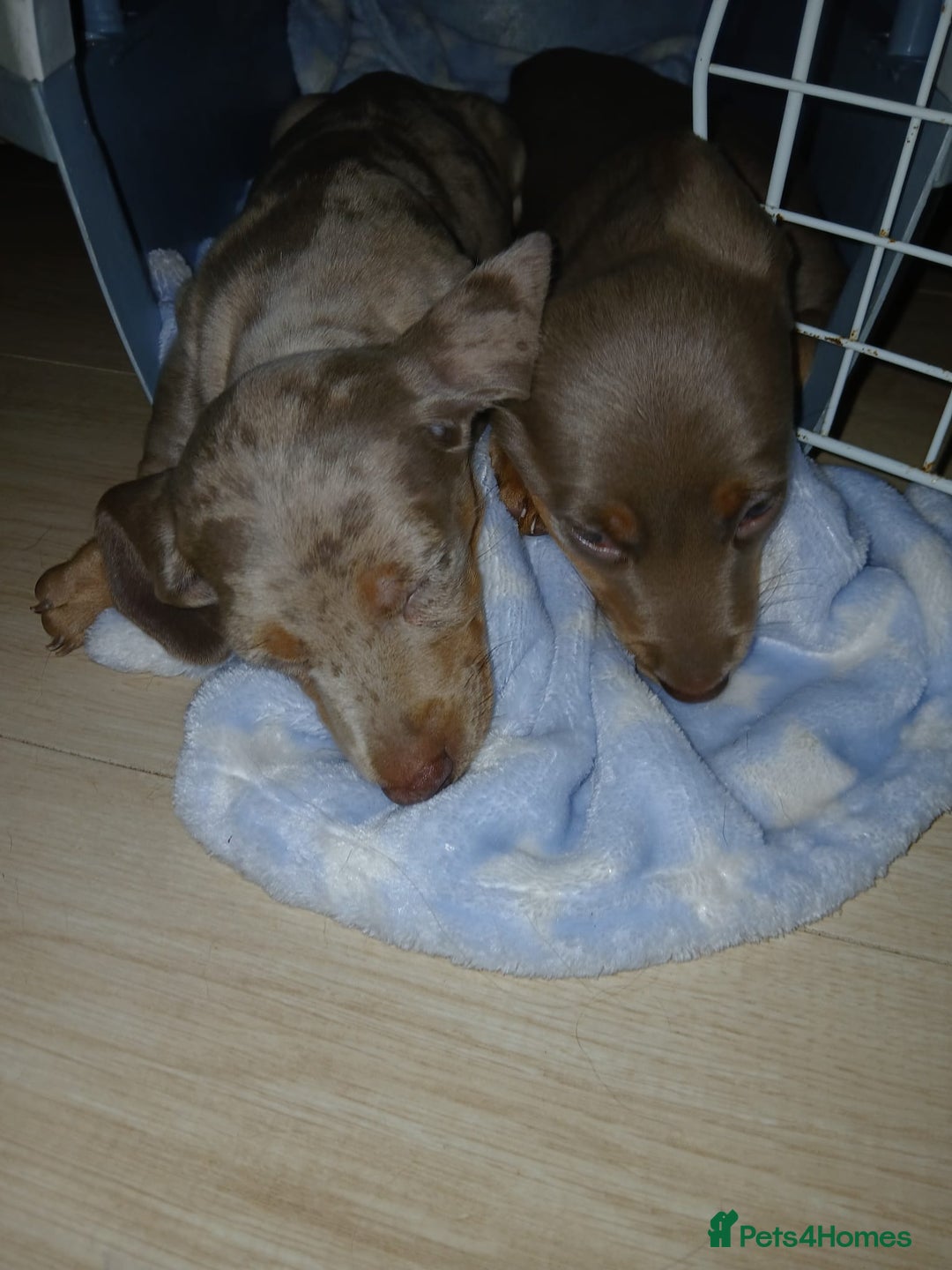 Miniature Dachshund dogs for sale: 3 beautiful puppies for sale  - Image 8