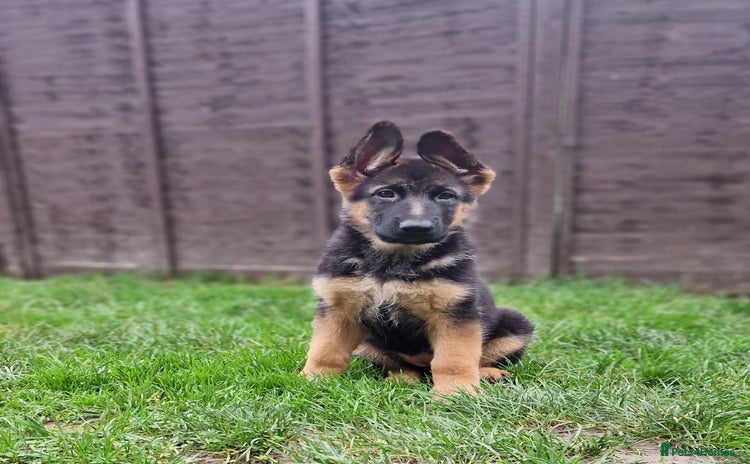 German Shepherd dogs - Advert 1