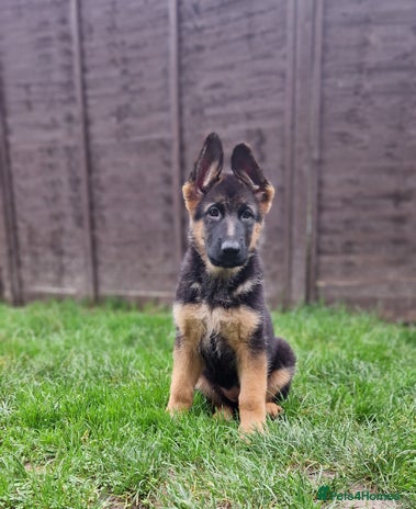 German Shepherd dogs - Advert 1