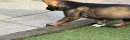 German Shepherd dogs for sale: Mr Andrew Howard  - Advert 19