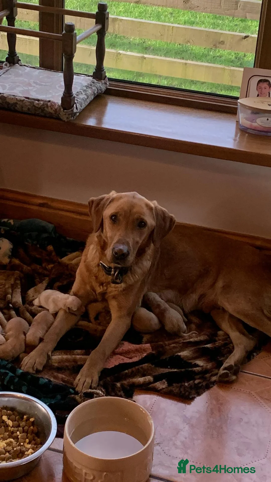 Labrador Retriever dogs for sale: Fantastic Litter of Fox Red Labrador Pups - Advert 1