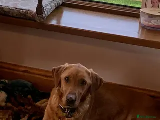 Labrador Retriever dogs Fantastic Litter of Pups - Advert 1