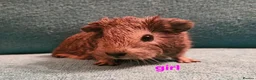 Guinea Pig rodents for sale: 1 boar & 1 sow baby pigs - Advert 5
