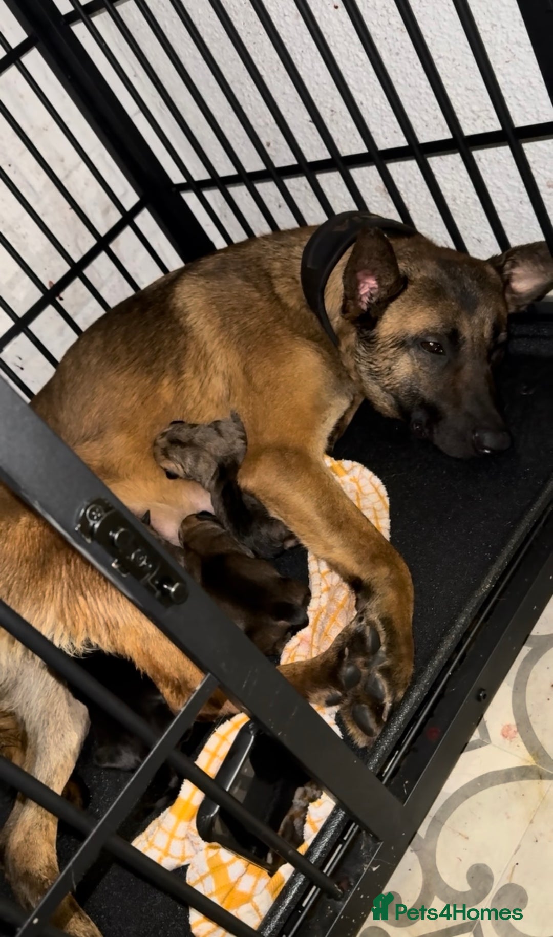 Mixed Breed dogs for sale: Beautiful Puppies– Ideal Family Companions 🐾 - Advert 1