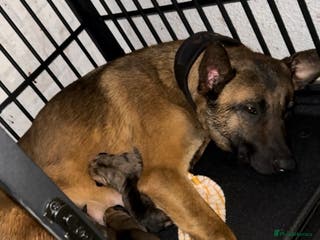 Mixed Breed dogs Beautiful Puppies– Ideal Family Companions 🐾 - Advert 1