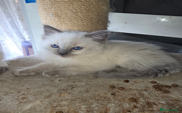 Ragdoll cats - Advert 3