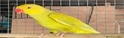 Ringnecks birds for sale: Yellow ring necks for sale  - Advert 3