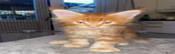 Maine Coon cats for sale: Rare Red Silver Maine Coon Kittens Available  - Advert 23