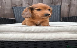 Miniature Dachshund dogs for sale: 3 stunning miniature daxies ❤️ - Image 3