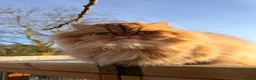 Persian cats for sale: 5 Persian X kittens available from 9th May - Advert 2