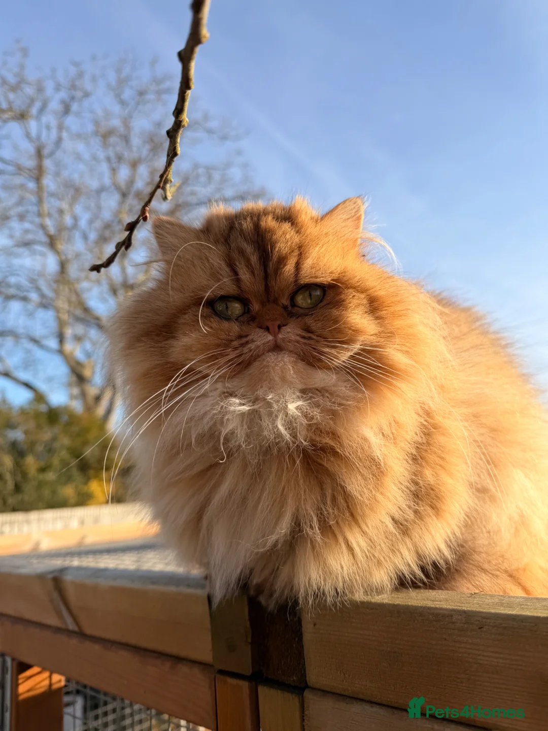 Persian cats for sale: 5 Persian X kittens available from 9th May - Advert 2