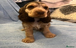 Cocker Spaniel dogs for sale: ADORABLE KC REG SHOW TYPE COCKER SPANIEL PUPPIES - Image 35