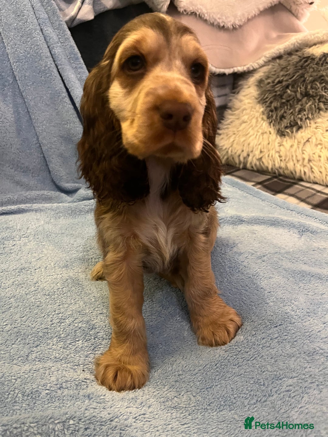 Cocker Spaniel dogs for sale: ADORABLE KC REG SHOW TYPE COCKER SPANIEL PUPPIES - Image 35