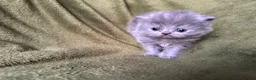 Persian cats for sale: Beautiful GCCF Registered Persian Kittens  - Advert 17