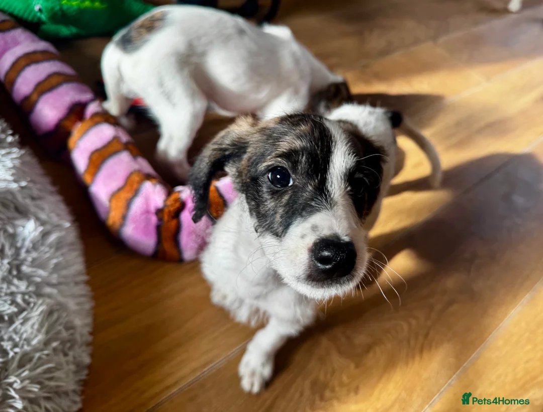 Mixed Breed dogs for sale: Whippet x Poodle READY NOW - Advert 14