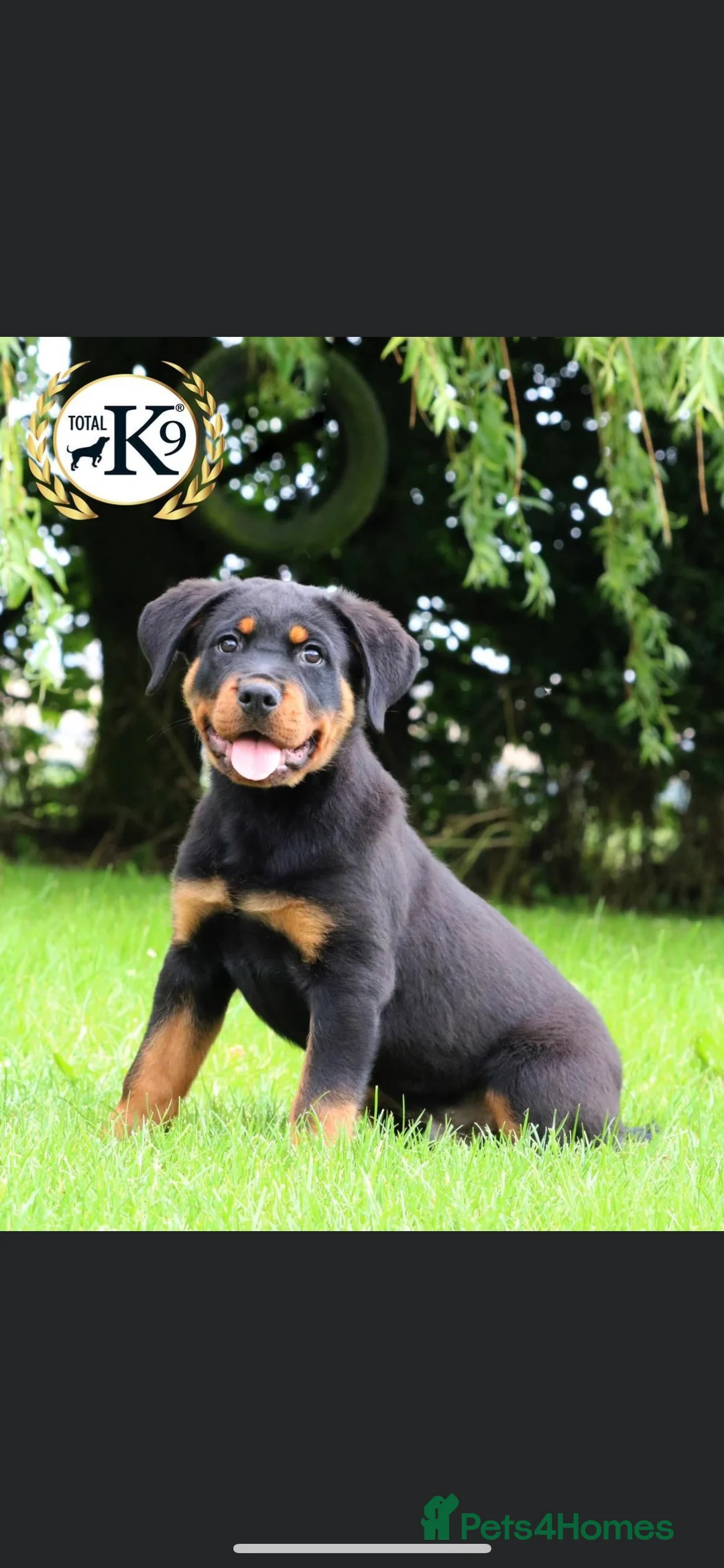 Rottweiler dogs for stud: •PROVEN •Very experienced stunning Rottweiler Stud in Doncaster - Advert 8