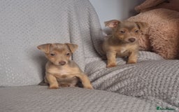 Jack Russell dogs for sale: Miniature jack Russell's only 3 available now - Image 32