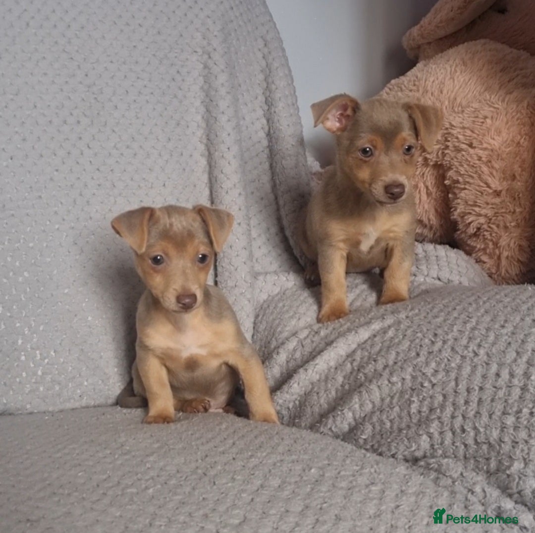 Jack Russell dogs for sale: Miniature jack Russell's only 3 available now - Image 32