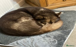 Siberian Husky dogs for sale: Siberian Husky - Advert 6