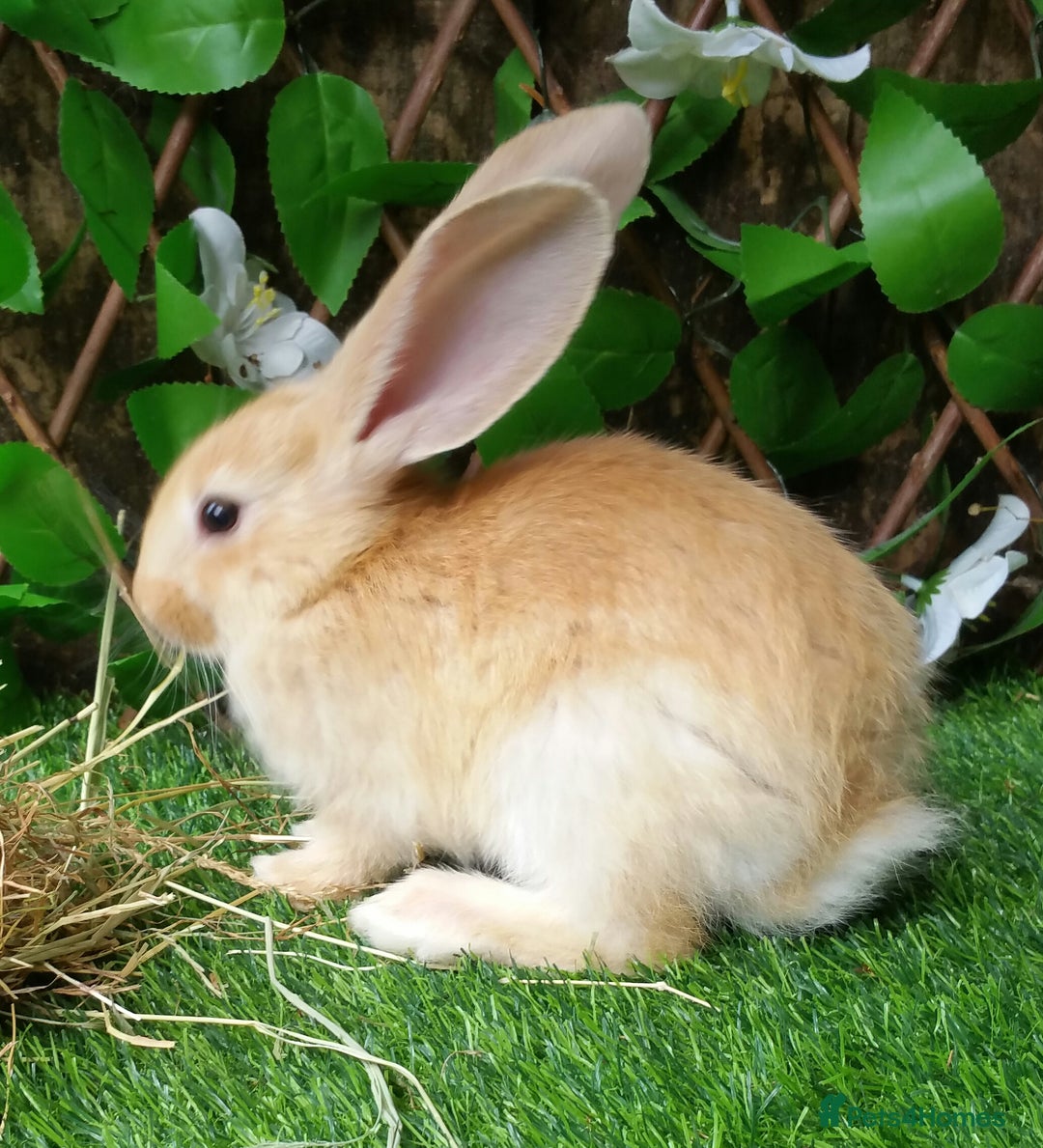 Giant Papillon rabbits for sale: Pure Giant Papillon Kits - Vaccinated - READY NOW - Advert 4