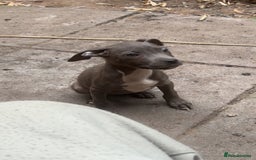 Mixed Breed dogs for sale: Staff x corso pups  - Image 2