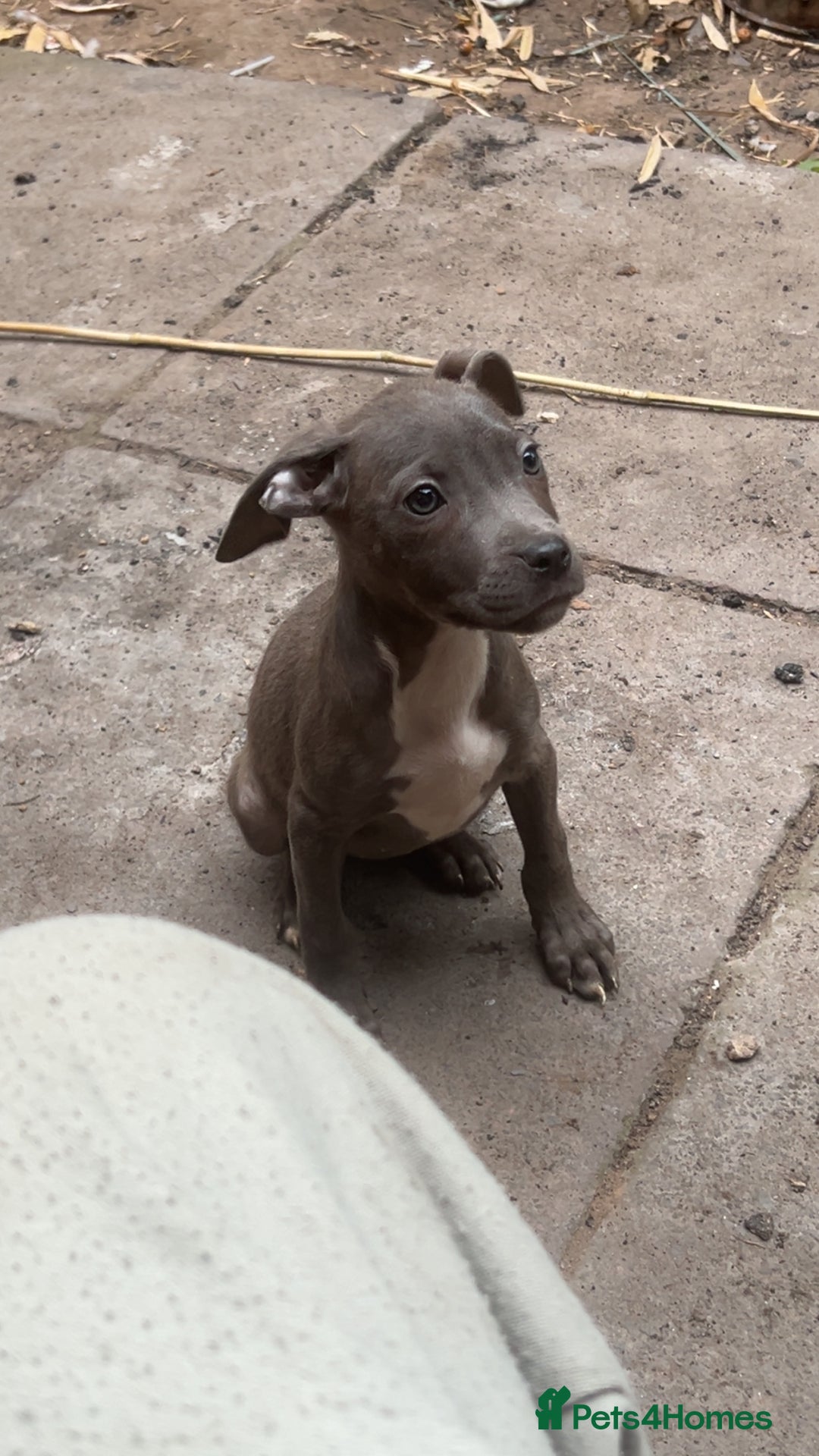 Mixed Breed dogs for sale: Staff x corso pups  - Image 2