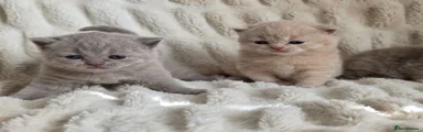 British Shorthair 3