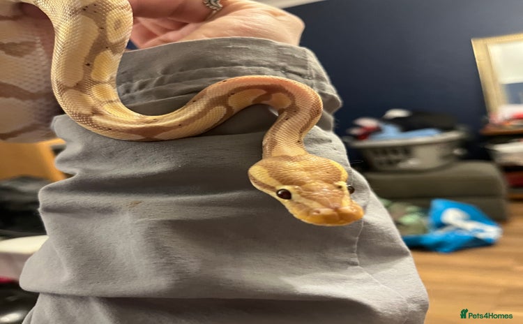 Python Snake reptiles - Advert 3