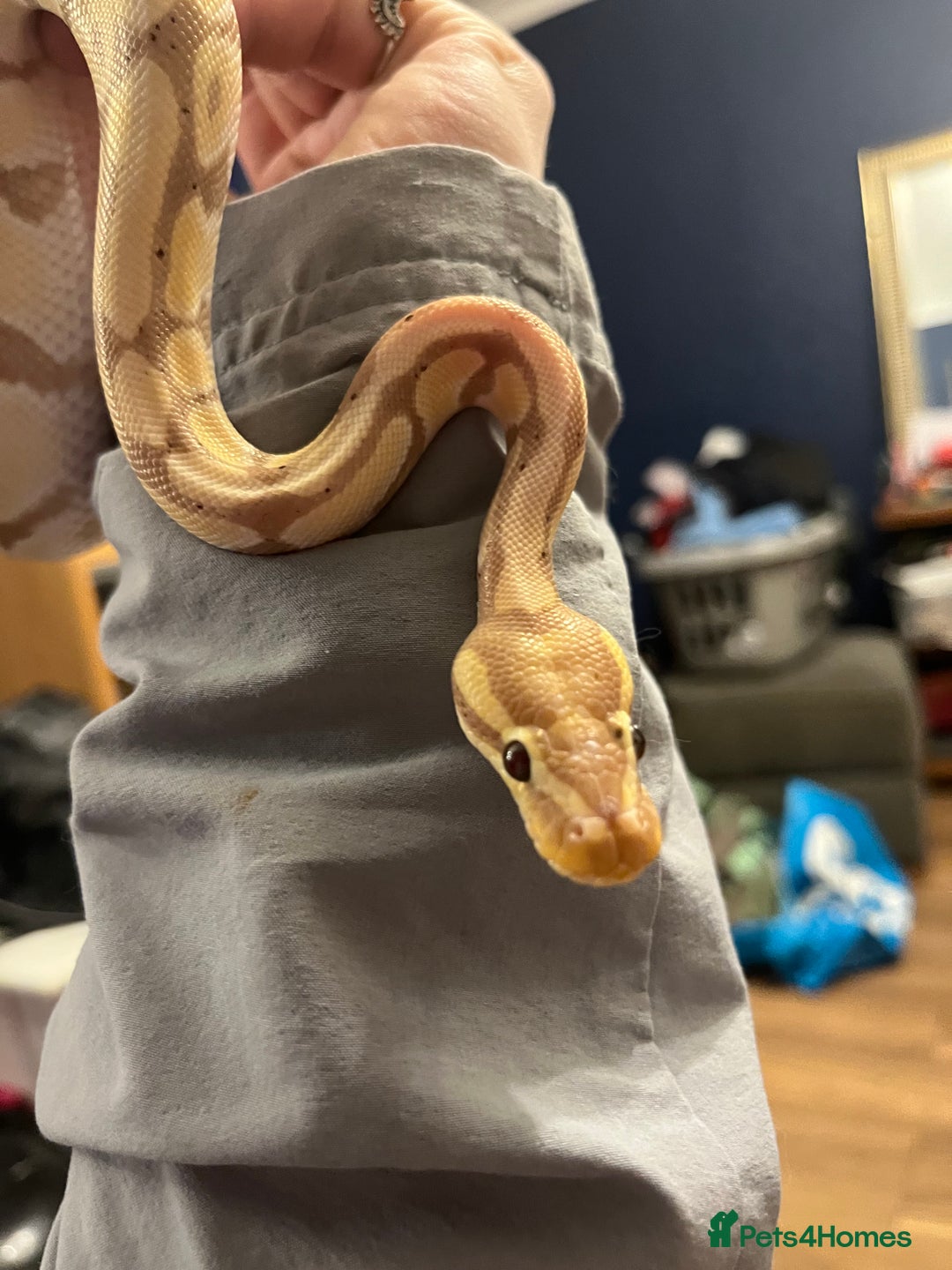 Python Snake reptiles for sale: Ball python with set up  - Image 1