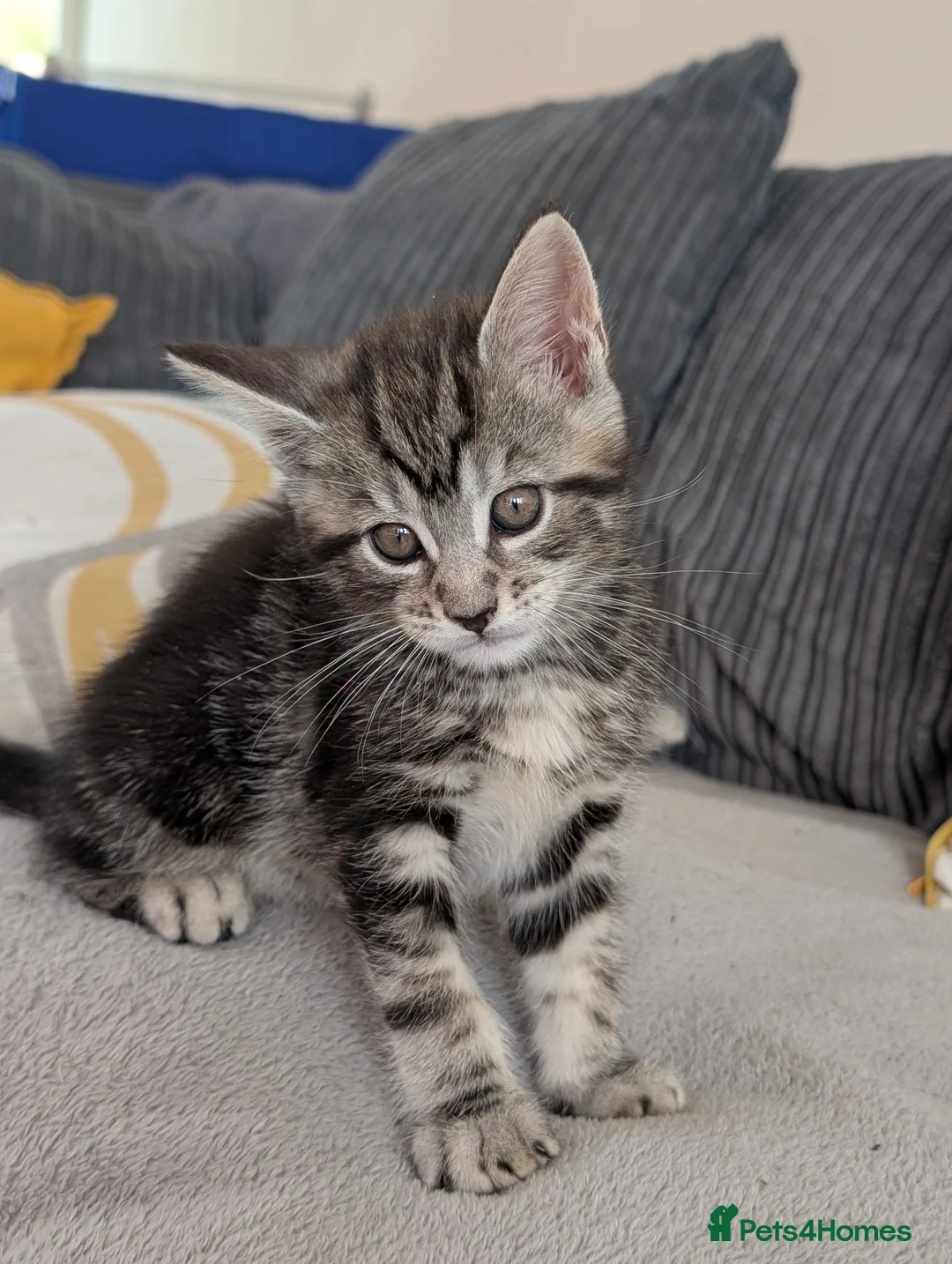Maine Coon cats for sale: Beautiful litter of 3/4 main coon kittens  - Advert 15