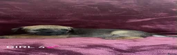 Border Terrier dogs for sale: Border terrier puppies - Advert 4