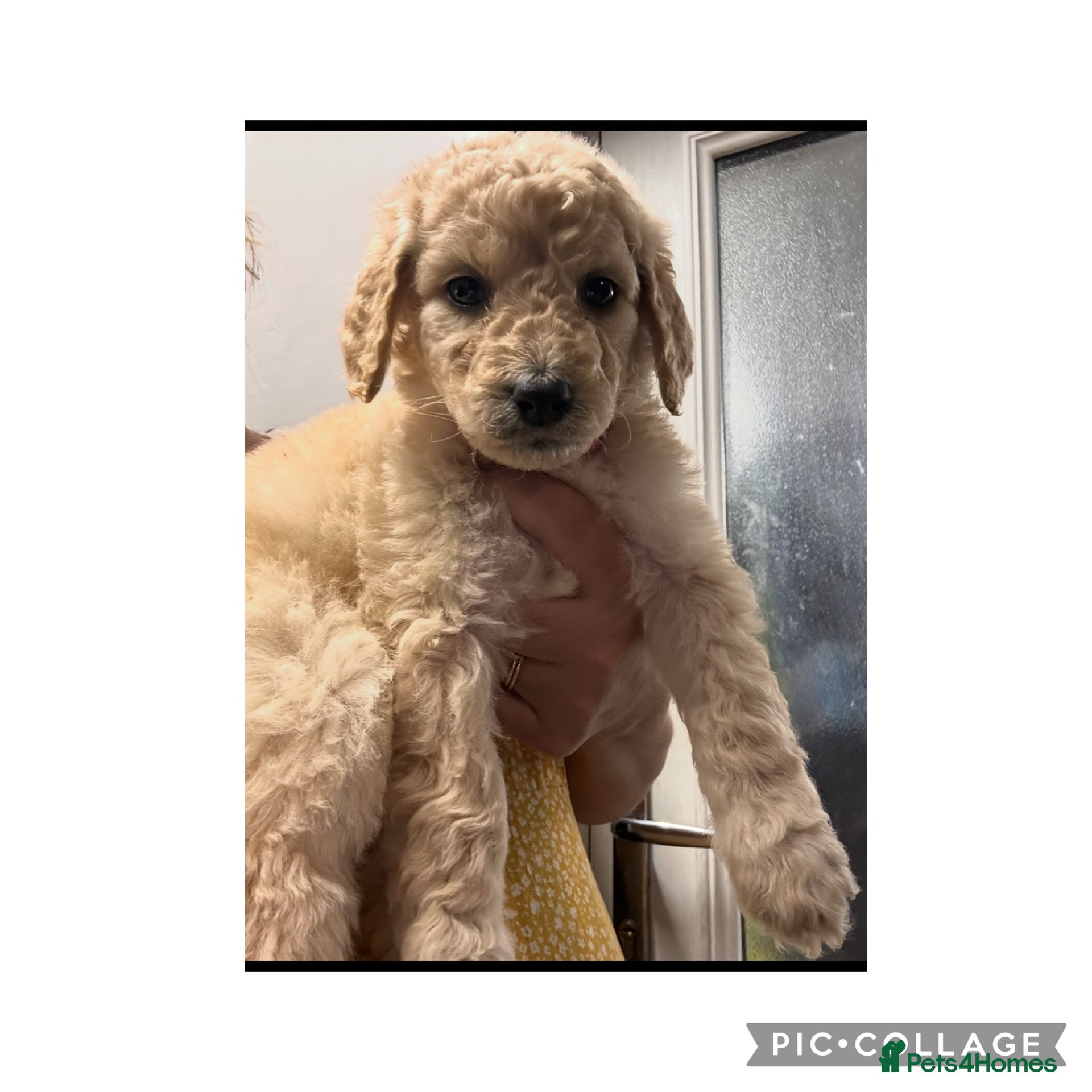 Labradoodle dogs  f1bb standard labradoodles - silver & apricots - Advert 4