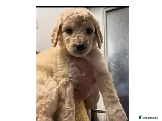 Labradoodle dogs f1bb standard labradoodles - silver & apricots - Advert 4