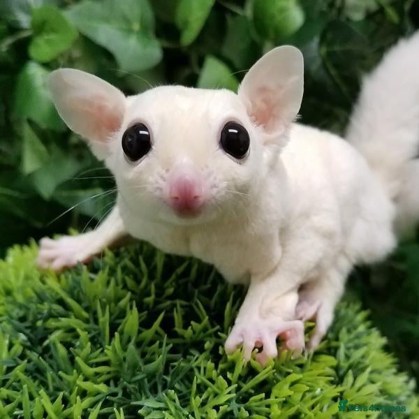 Sugar Glider rodents ❤️Sugar Glinder leucístic white - Advert 4
