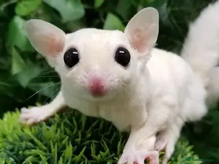 Sugar Glider rodents ❤️Sugar Glinder leucístic white - Advert 4