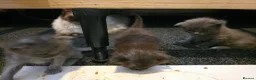 Ragcoon cats for sale: Beautiful smoke blue raccoon/ coon dolls  - Advert 10