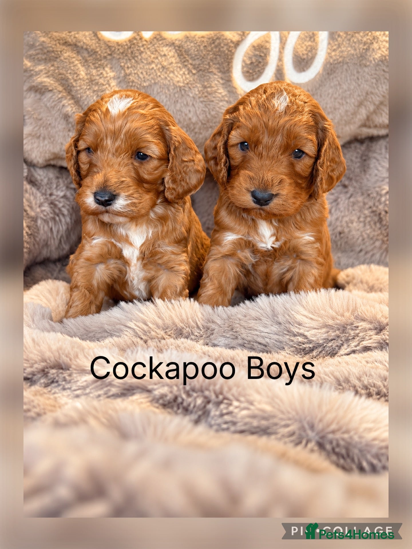 Cockapoo dogs Stunning red sable and red F1 Cockapoo’s - Advert 2