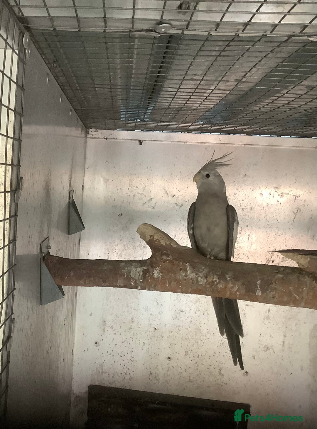 Budgerigars birds for sale: 2025 Young  Cockateils. - Advert 8