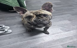 Mixed Breed dogs for sale: Mixed breed dog fr sale  - Image 2