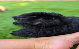 Shih Tzu dogs for sale: Last little black Shih-Tzu boy in Walsall - Image 2