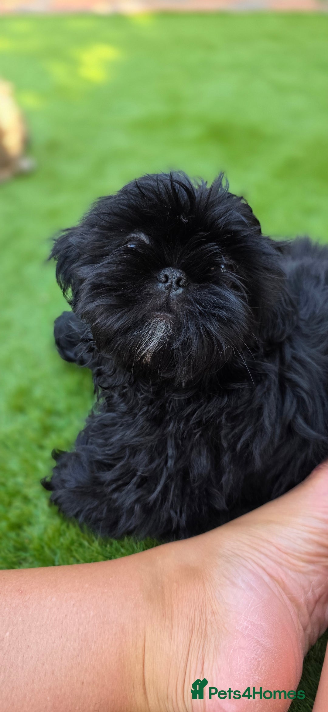 Shih Tzu dogs for sale: Last little black Shih-Tzu boy in Walsall - Image 2