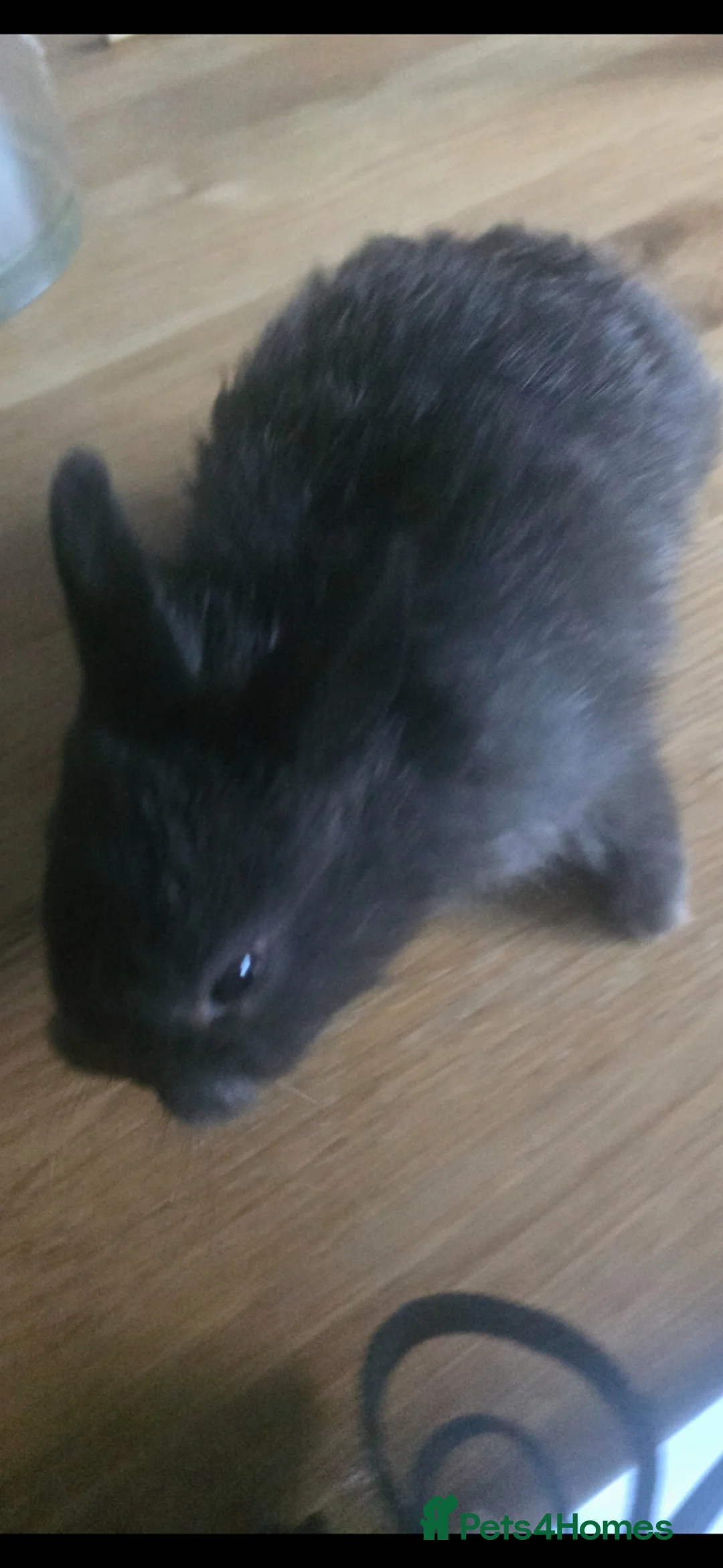 Netherland Dwarf rabbits for sale: 🐰 Netherland Dwarf Rabbit – Cute Pet for Sale - Advert 3