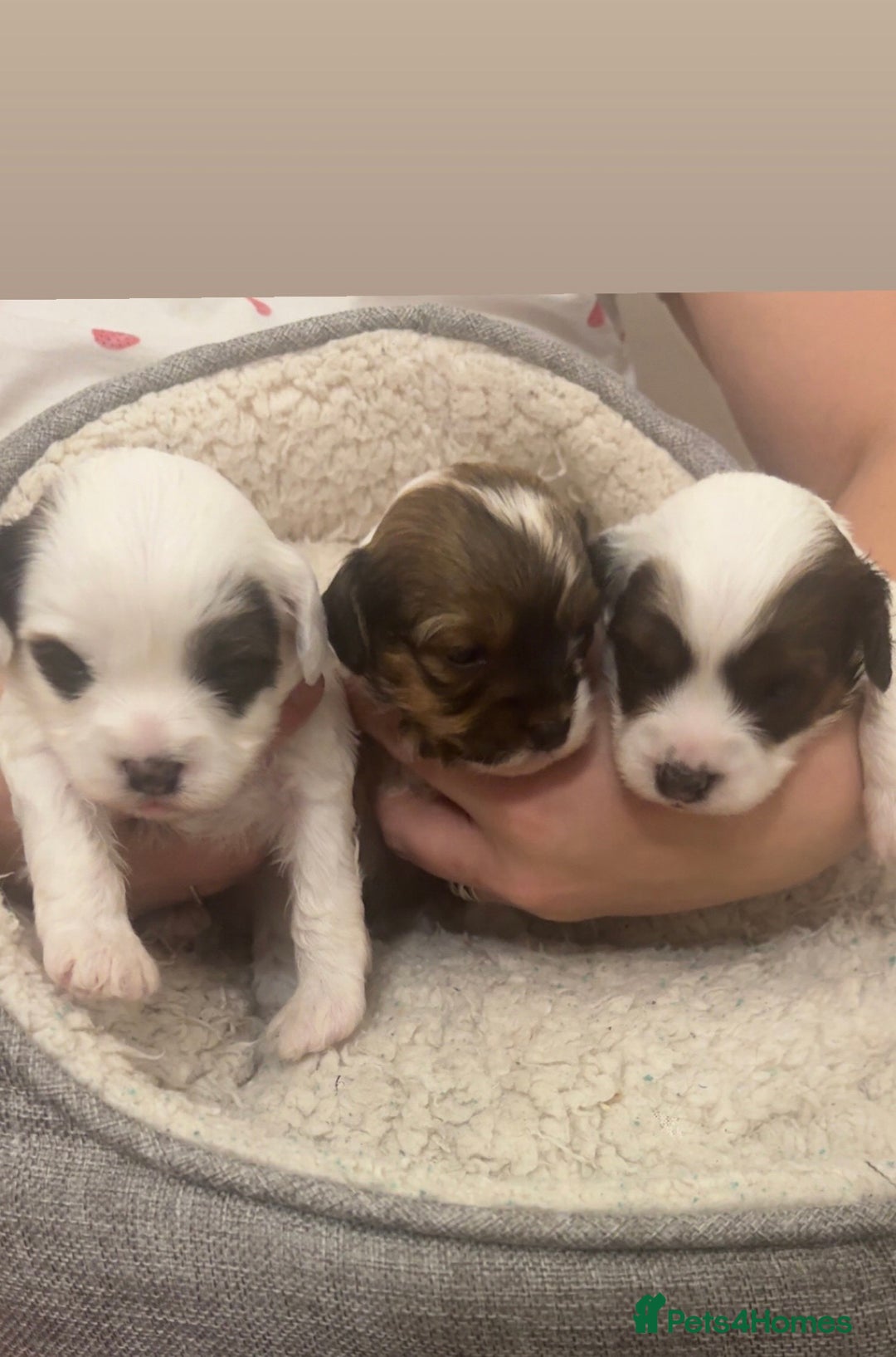 Jackapoo dogs for sale: Cavapoo x jack Russell puppies  - Image 1